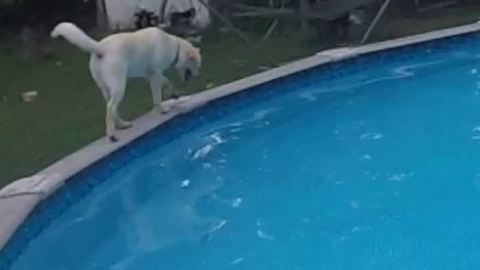 Puppy loves walking around rim of pool