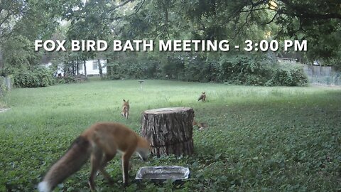 Fox Bird Bath Meeting At 3:00 PM