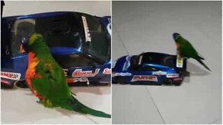 This bird loves its remote-controlled car