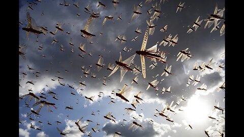 Plague of Locusts invades Afghanistan!