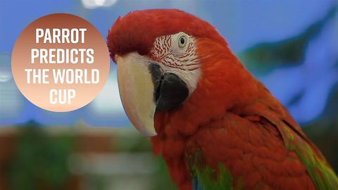 World Cup winner? The psychic parrot has chosen...