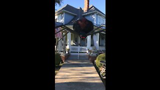 Giant Spider Halloween decoration