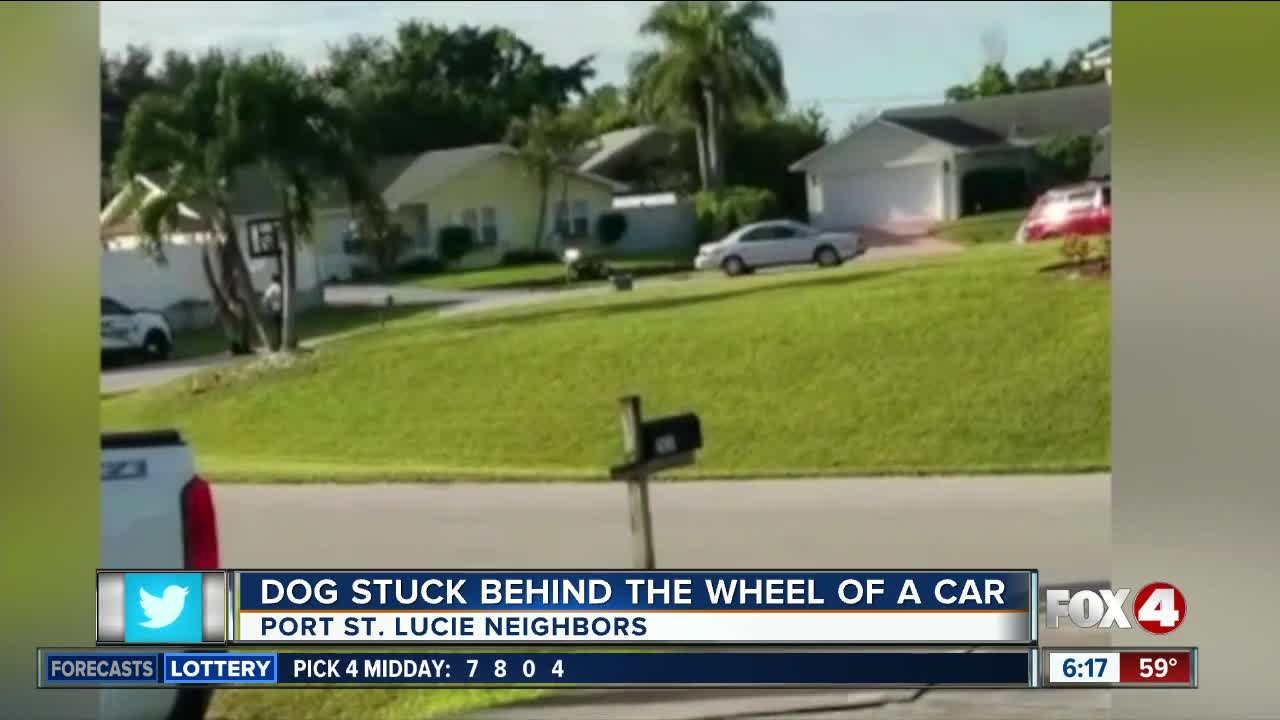 Dog puts car into reverse doughnuts on cul-de-sac in Florida