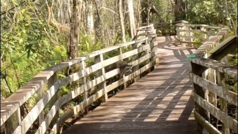 Clever Raccoon Impressively Maneuvers Through Swamp