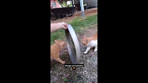 Orange Cats Activities Funny Video Compilation 😺