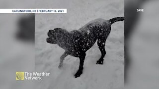 Fluffy snow means playtime for this pooch