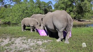 Baby Rhino to turn one at Lion Country Safari on Saturday