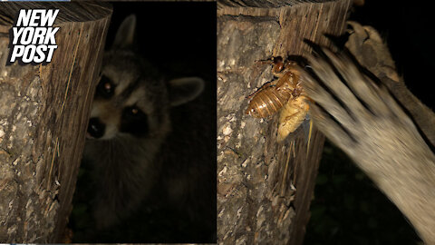 Cicada waits 17 years just to be snatched by a raccoon