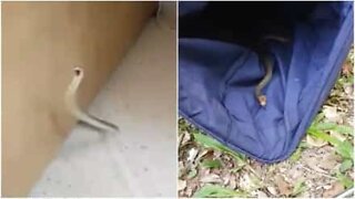 Mies löysi käärmeen kodistaan Australiassa