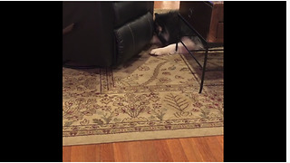 Dog struggles to fetch ball under rocking recliner