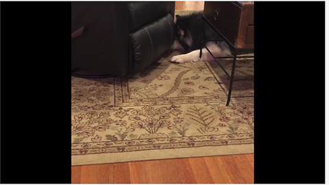 Dog struggles to fetch ball under rocking recliner