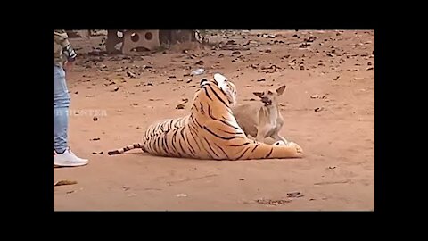 Big Tiger vs Real Dogs Prank 2021 Must Watch Best Funny Video