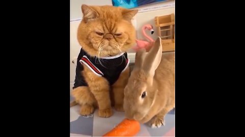 Cute and funny pet compilation that you must watch