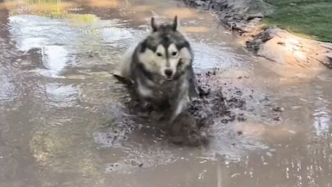 Stubborn husky playing in a pool of mud