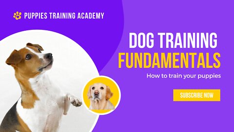 dog training fundamentails