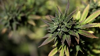 Illinois Set To Become 11th State To Legalize Recreational Marijuana