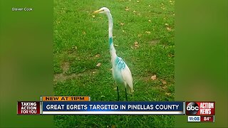 FWC investigating egrets shot with paintballs in Pinellas County