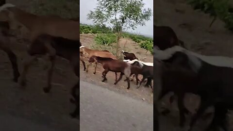 Goats are walking in a gang and blocking the highway,#shortvideo,#animal,#tourvlog,#goats,#animals