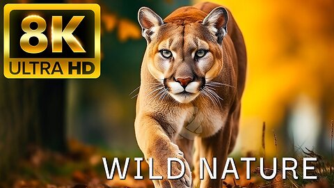 WILD NATURE - 8K (60FPS) ULTRA HD - With Inspiring Cinematic Music (Colorfully Dynamic)