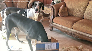 Cat Is Amused By Great Danes Opening Gift Box Of Toys And Treats