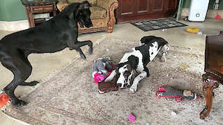 Impatient Great Dane stomps feet in protest