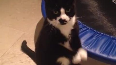 Begging cat will win over your heart