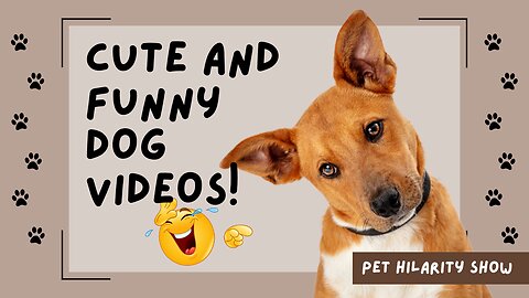 Fun with the Non-Stop Funniest Cat and Dog Video! 🐱🐶😂// Funny animal video