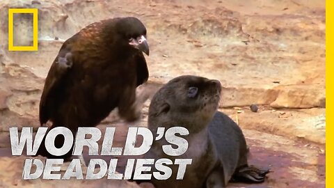 Bird of Prey Attacks Baby Seals | World's Deadliest