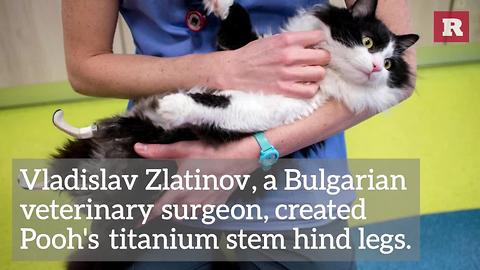 Adorable Cat and Her Bionic Legs | Rare Animals
