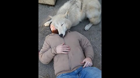 Wolf Preciously Cuddles With His Caretaker