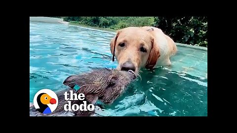The World's Cutest Interspecies Friendships
