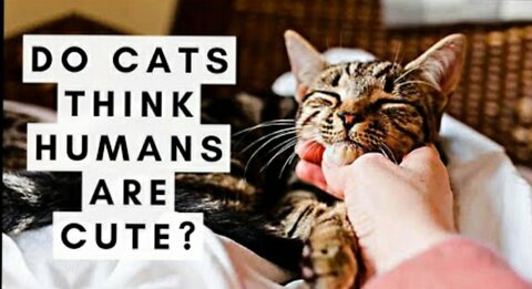 Do Cats Think Humans Are Cute?