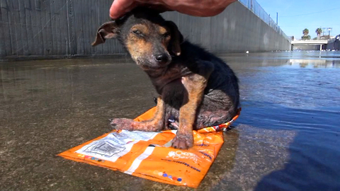 A brave little dog gets rescued from the river. His recovery will inspire you. Please share.