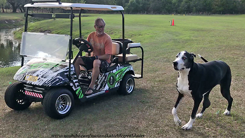 Funny Great Dane Working Dogs Supervise Yard and Pool Work