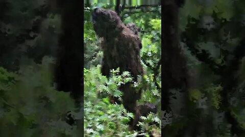 Watch Bigfoot 'pictured carrying beast baby on its back' #shorts