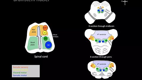 Understanding brainstem cranial nerve nuclei