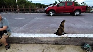Baby sea lion flawlessly stops and looks both ways before crossing the street