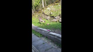 Rabbit guards the food from deer