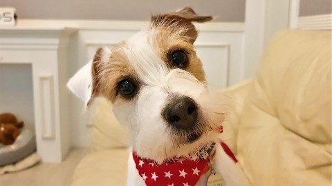 Jack Russell Terrier Closes Door To Hide Its Guilt