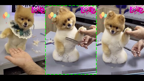 Pomeranian dog Cute Moment Video - Animalden