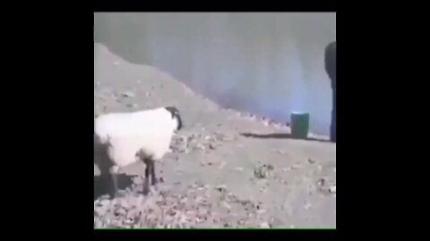 A sheep's severe revenge on its owner