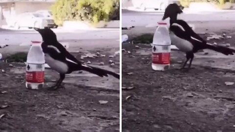 Magpies are so smart!