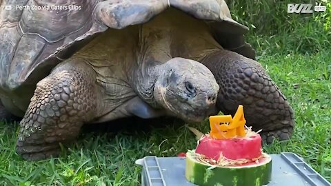 Tortoise celebrates 54 years with birthday treat!