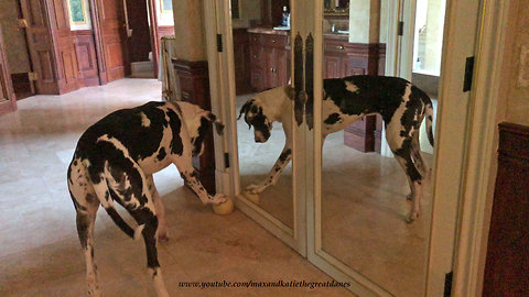 Cat Watches Funny Howling Fetching Great Dane