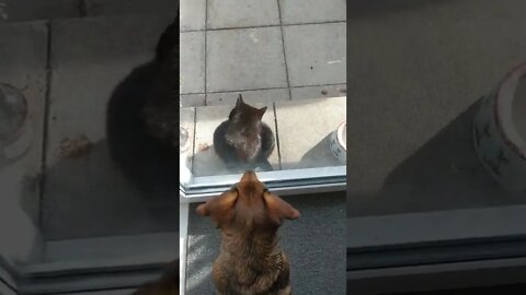 daschund wants to get a cat through the glass