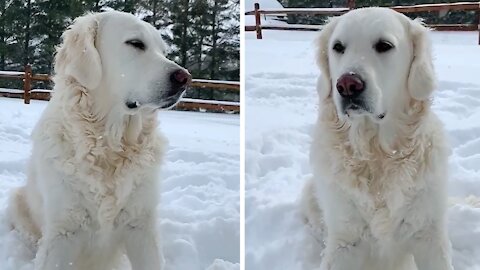 Golden Retriever is absolutely loving the snowfall