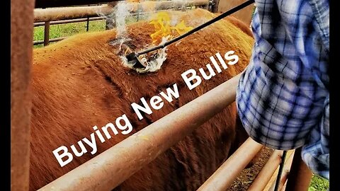 Buying New Bulls | The Process | Bull Research (In the Chute - Round 120)