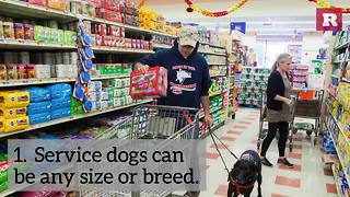 5 Facts About Service Dogs | Rare Animals