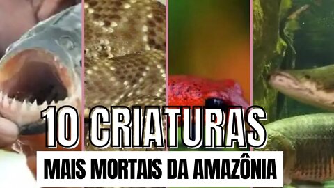 💥As 10 Criaturas mais Mortais da Amazônia