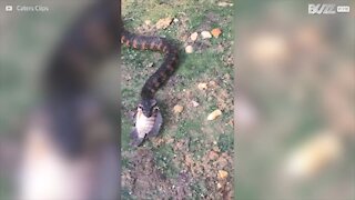 Impressionante! Serpente mangia pesce intero in un sol boccone